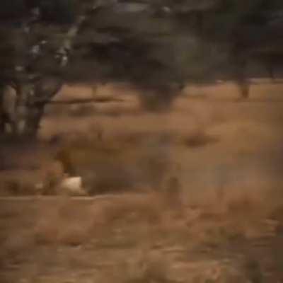 lions take down a cheetah