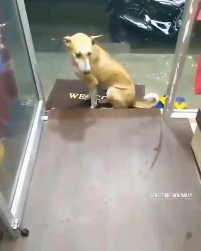 This Stray Dog was Sitting in The rain Outside a store when the Shop Owner Let him In!!