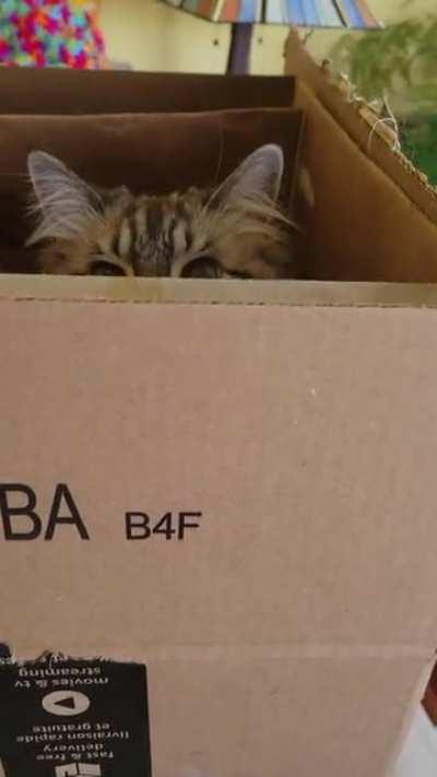 Boxception