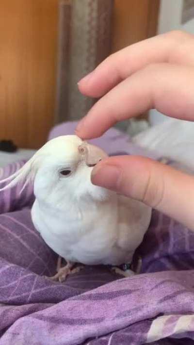 My birb wants cuddles 🥰