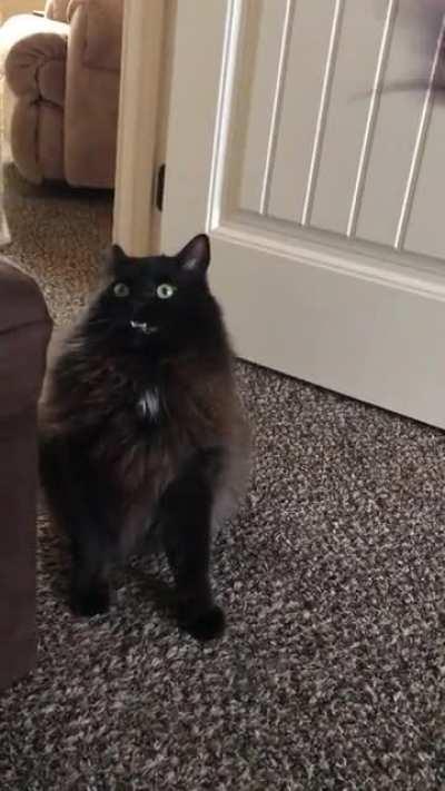 The face my cat makes if I swirl a toy too quickly in front of him [OC]