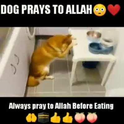 Good dog 🕌🕋