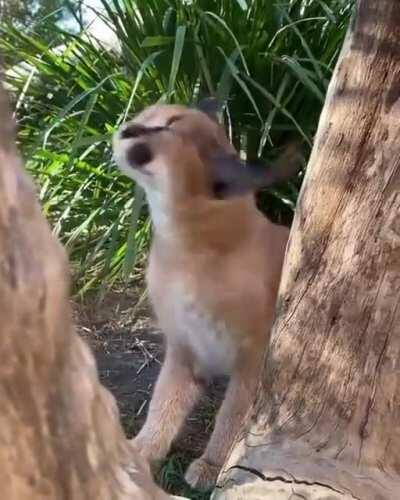 Ever heard the sound of a caracal kitten? Sounds like an irritated bird