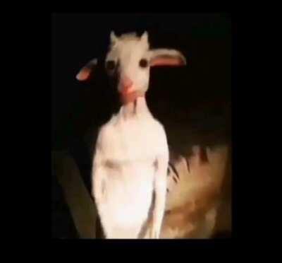 Cursed_babygoat