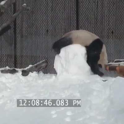 I've never imagined pandas and snow together. It's wonderful