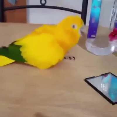 Happy, dancing birb