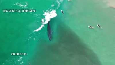 🔥This whale just casually passing by