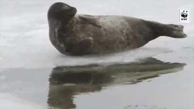 Saimaa ringed seal