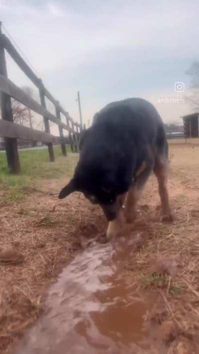 Dog is a irrigation specialist 