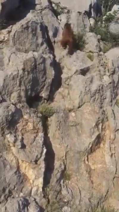 Bear climbing a mountain