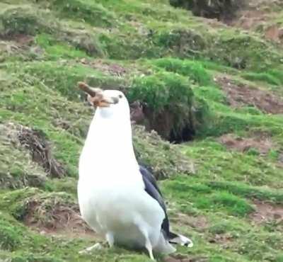 Lunch time for Seagull