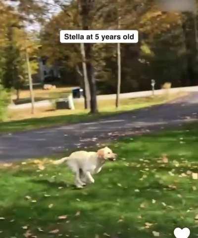 Mad Lad doggo yeet into leaf dimension 