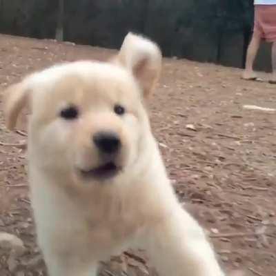 A Pupper Running