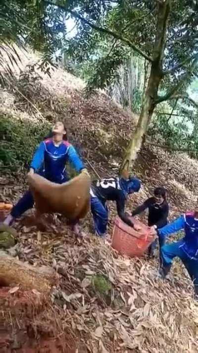 Method employed by these women to catch Durian fruit .