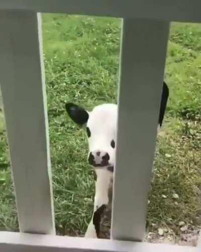 A cute Pasture Puppy..