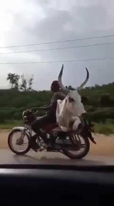 This guy giving a full grown cow a ride on his motorbike.