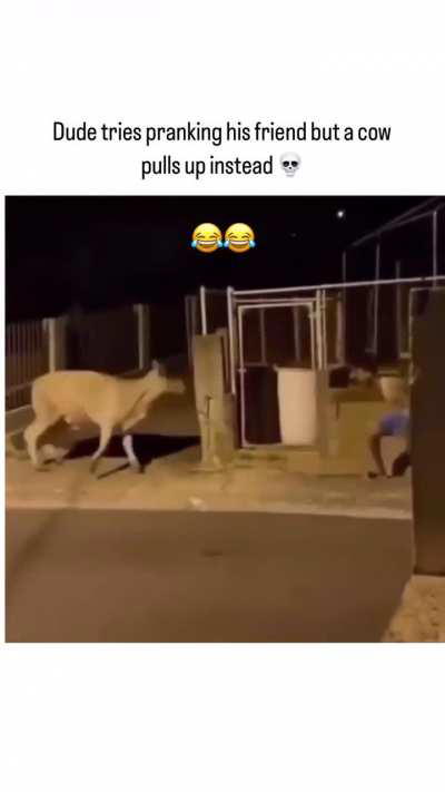 Even the cow was scared