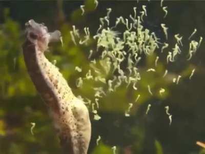 A seahorse birthing to his children