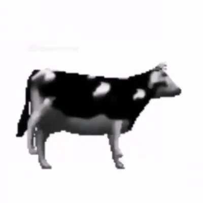 Vaca bailando