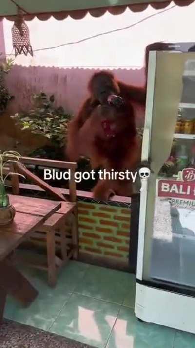 An Orangutan washes its hands and drinks soda