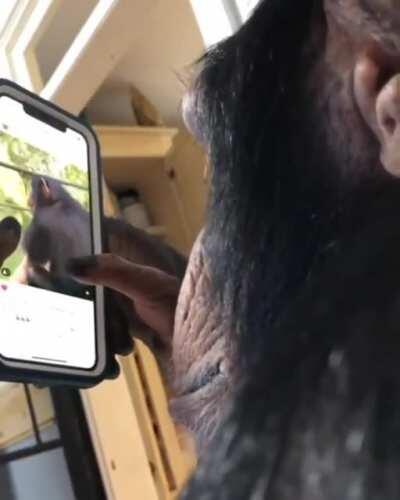 Chimpanzee casually browsing Instagram