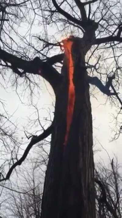 A tree burning from within after being struck by lightning