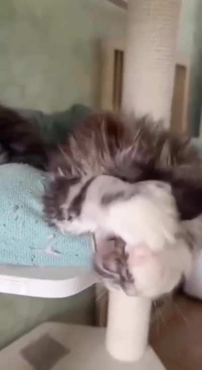 Lazy kitten washing
