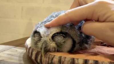 Baby owls sleep laying down because their heads is too heavy for them to hold up