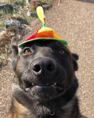 I think he likes his new hat