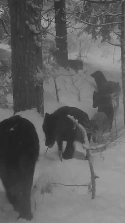 Camera-trap in British Columbia showing a pack of Grey Wolves on the move