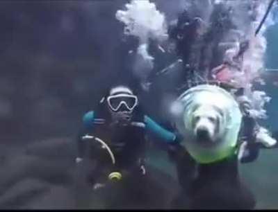 A Wunky Diving Experience!