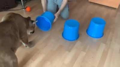 This giant mountain lion playing the shell game to win his favorite stuffed toy