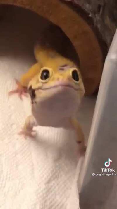 The happ gecko has come to spear some dopamine for today