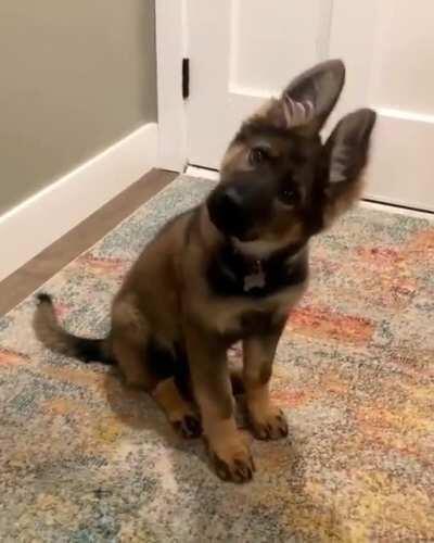 Puppy showing some serious head tilts