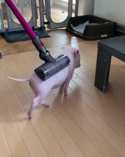 Vacuum cleaner causes pig to melt