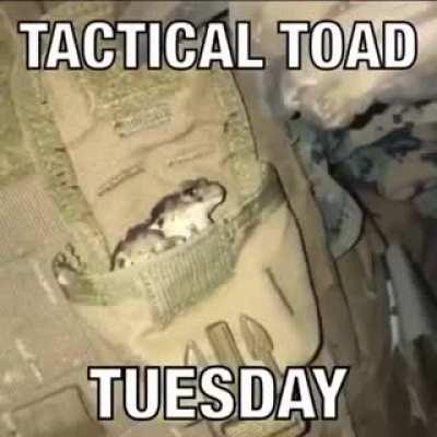 Welcome to our weekly holiday, Tactical Toad Tuesday