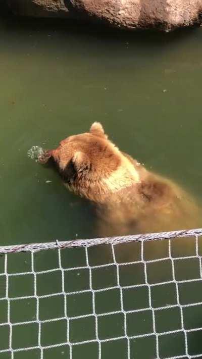 Brother bears blowing bubbles.