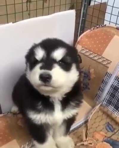 Awooo in training!