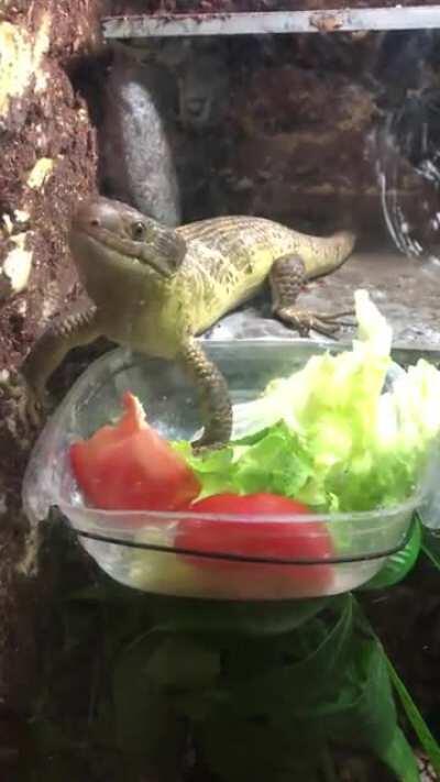 Loaf eating a tomato. (Corucia Zebrata)