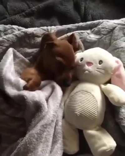 Pup goes to sleep with his doll