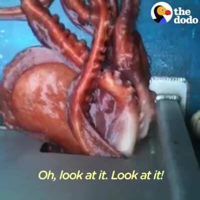 Huge octopus escape from a boat through tiny hole