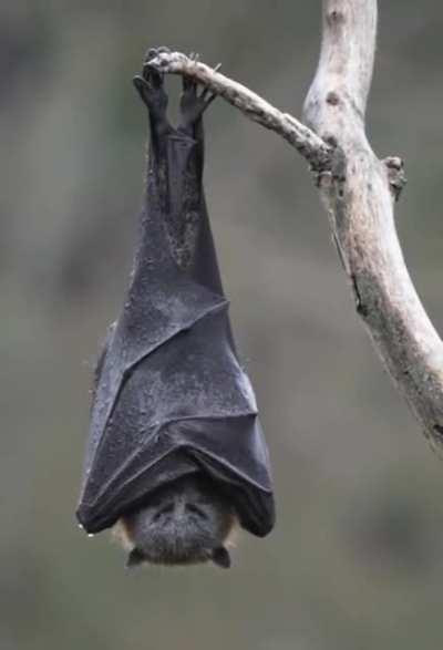 Bat hanging in rainy day