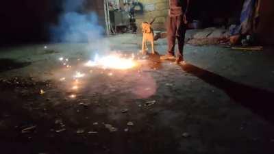 Hmmm animals hate fire crackers.... Mean while in India During Diwali 😐😐😐