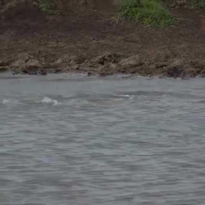 Cheetah is ambushed while drinking