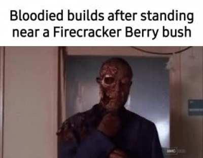 Bloodied builds after standing near a Firecracker Berry bush 