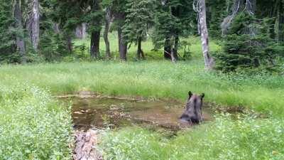 🔥 This Bear Taking a Dip in a Pond is All of Us