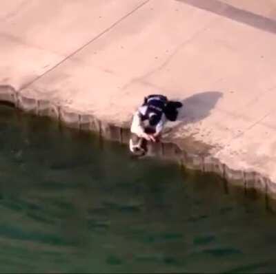 Police officer saves the dog