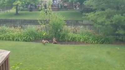 Momma fox with her babies wrestling in my backyard