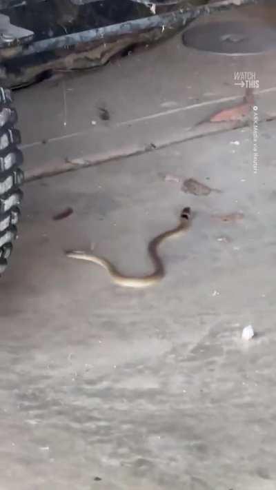 Snake stuck in a spider's web