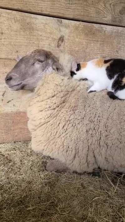 Who needs a wool blanket when you have a sheep friend called Waffles?